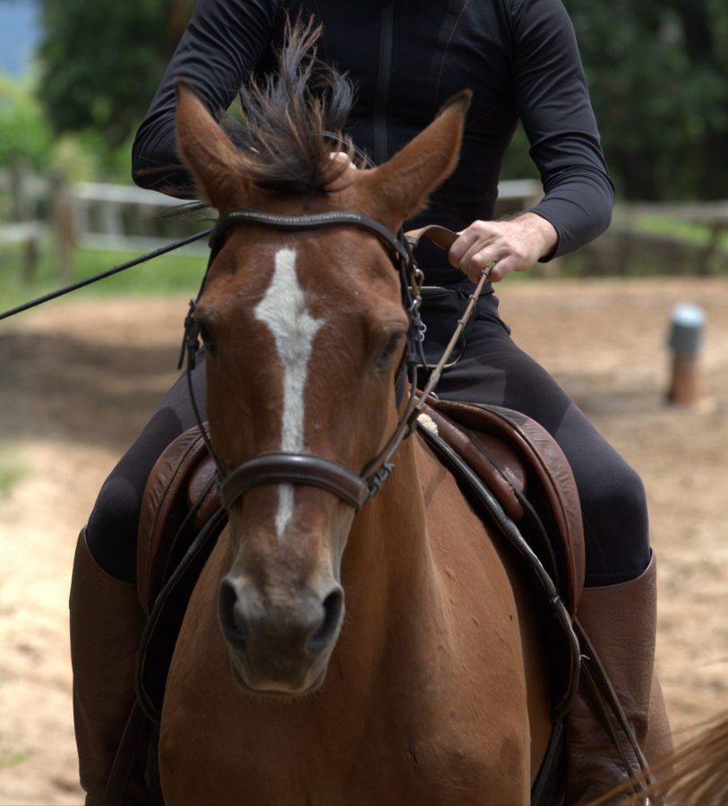 Pesquisadores: rédeas sem bridão nem sempre são bons com cavalos