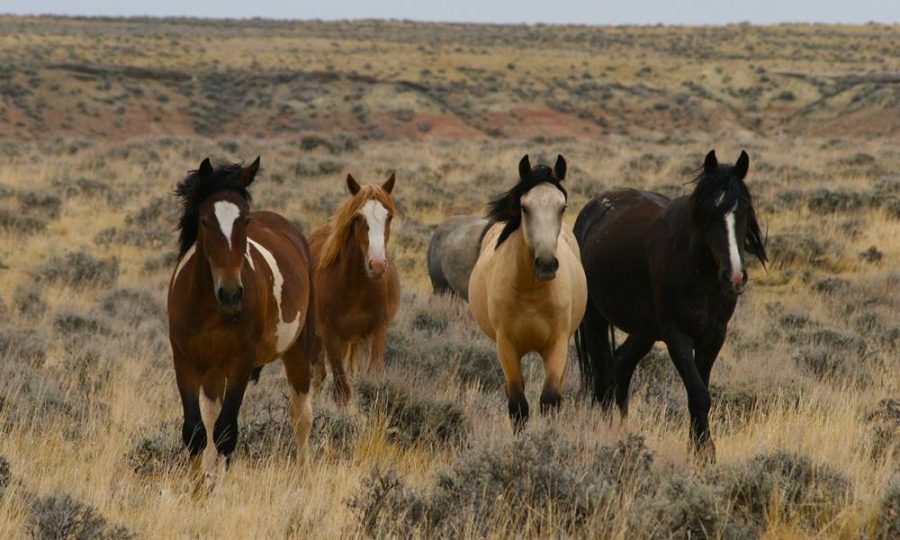 As origens misteriosas dos cavalos domésticos podem finalmente ser reveladas