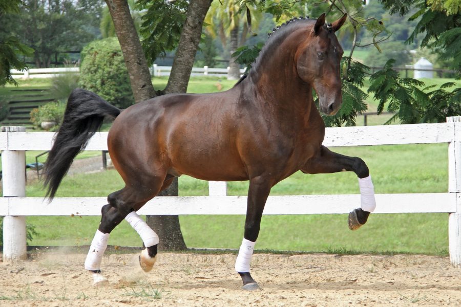 39ª Expo Internacional do Cavalo Lusitano acontece no início de dezembro