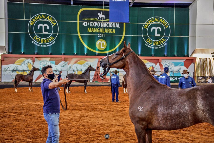 43ª Nacional Mangalarga registra balanço positivo