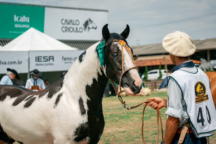 Mancha Crioula 2022 já tem data confirmada de retorno