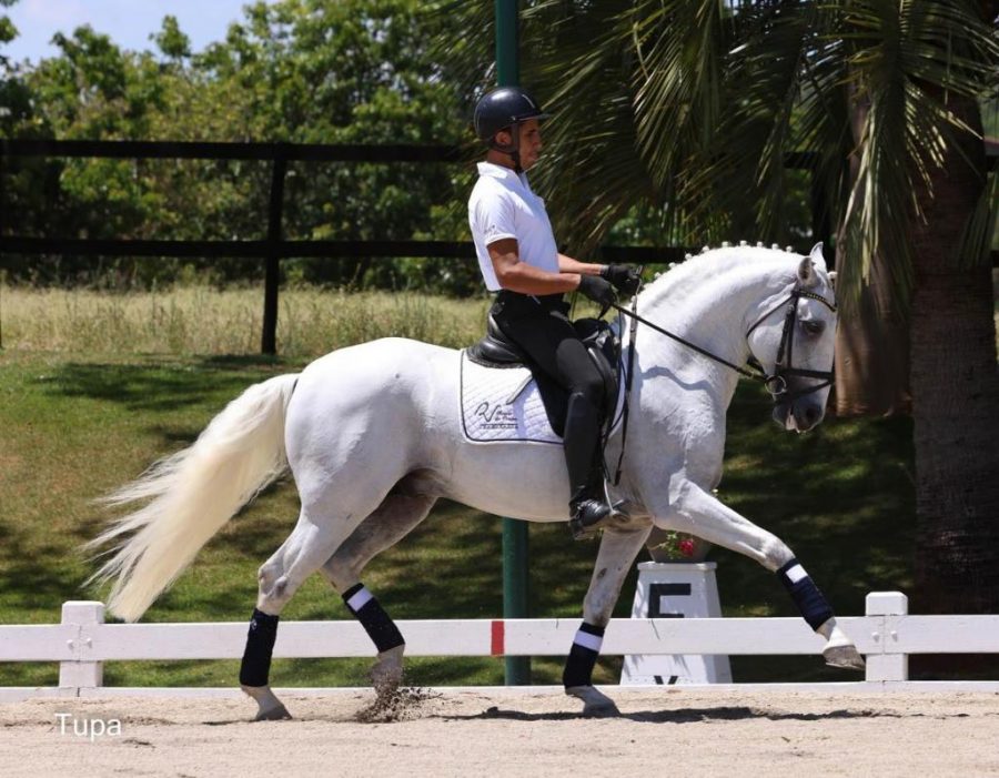 39ª Expo Internacional do Cavalo Lusitano começa nesta sexta