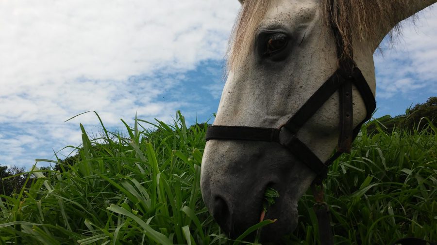 Alimentação dos cavalos mito