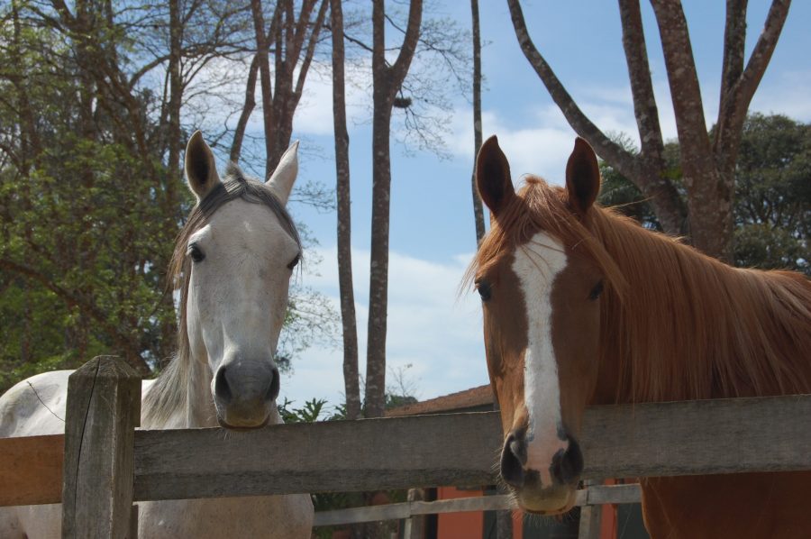 Deixe os cavalos serem cavalos, mesmo no esporte de elite