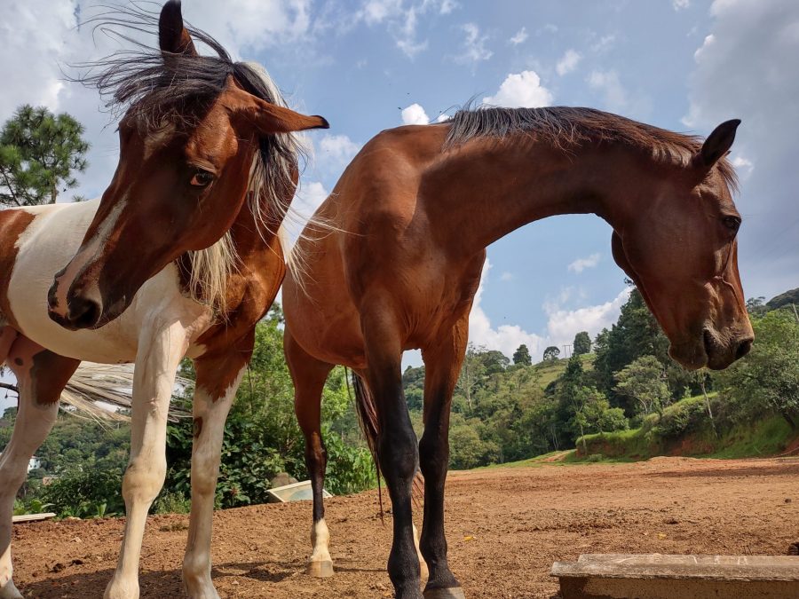 Expressões faciais de dor dos cavalos também podem indicar stress