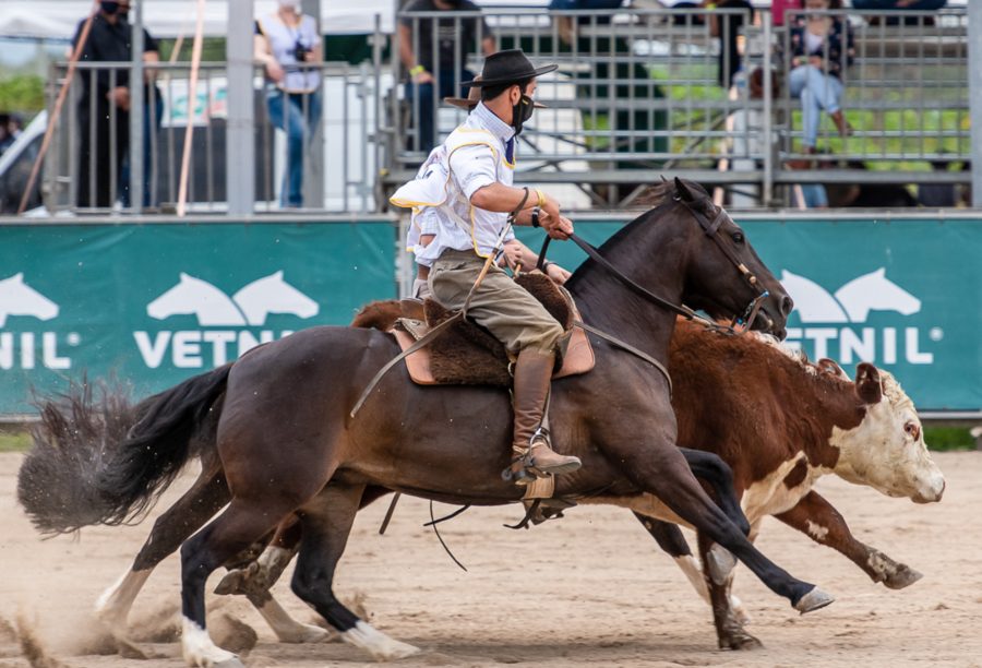 Definidas datas das Classificatórias ao Freio e Finais do Cavalo Crioulo