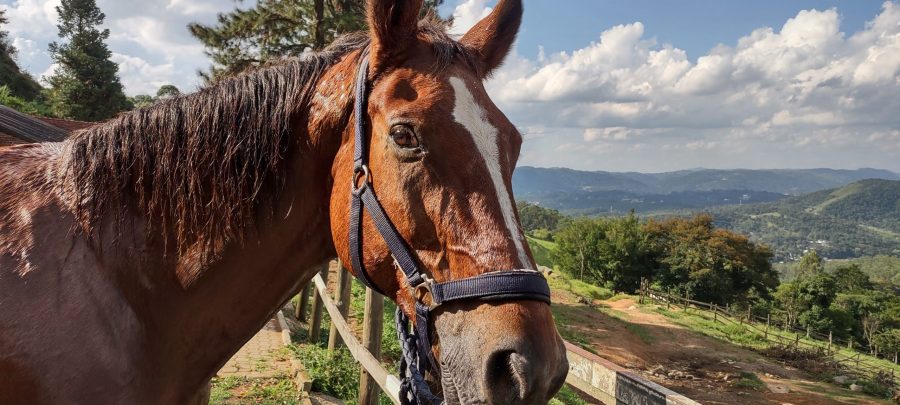 Os cavalos sabem seus nomes? Provavelmente, mas é complicado