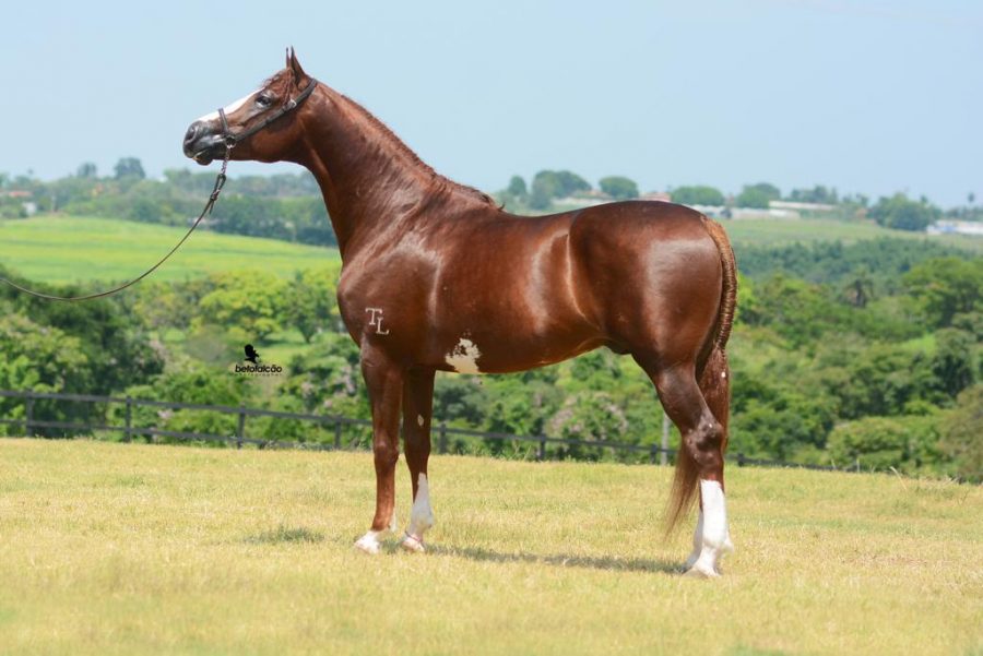 7º Leilão Tarlim Mangalarga acontece em março