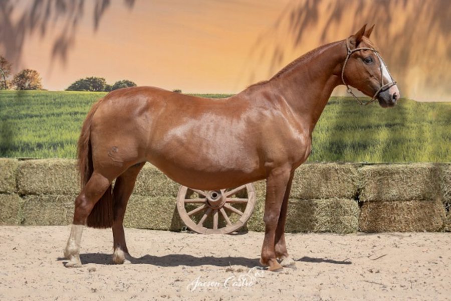 Leilão Alto Astral & Sucessores registra bons preços na venda da raça Crioula