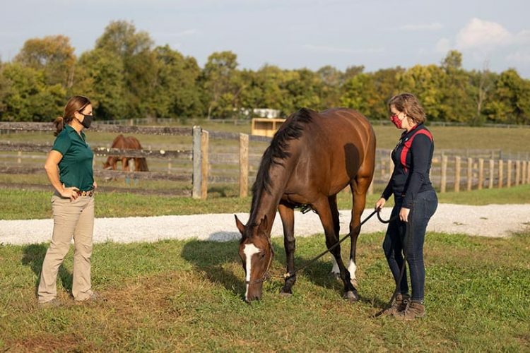 Impactos do COVID, para melhor e pior, no mundo do cavalo