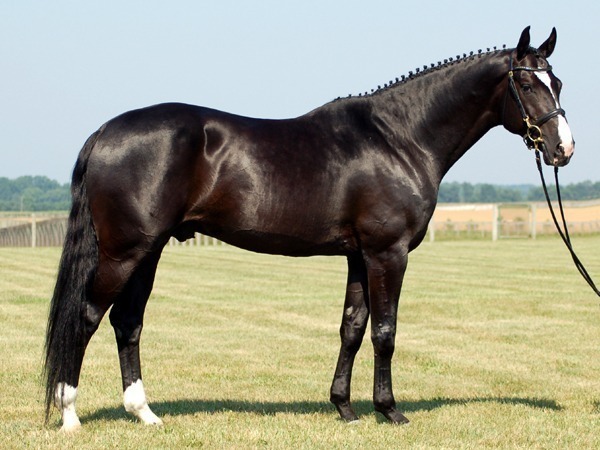5 curiosidades sobre cavalos hanoverianos