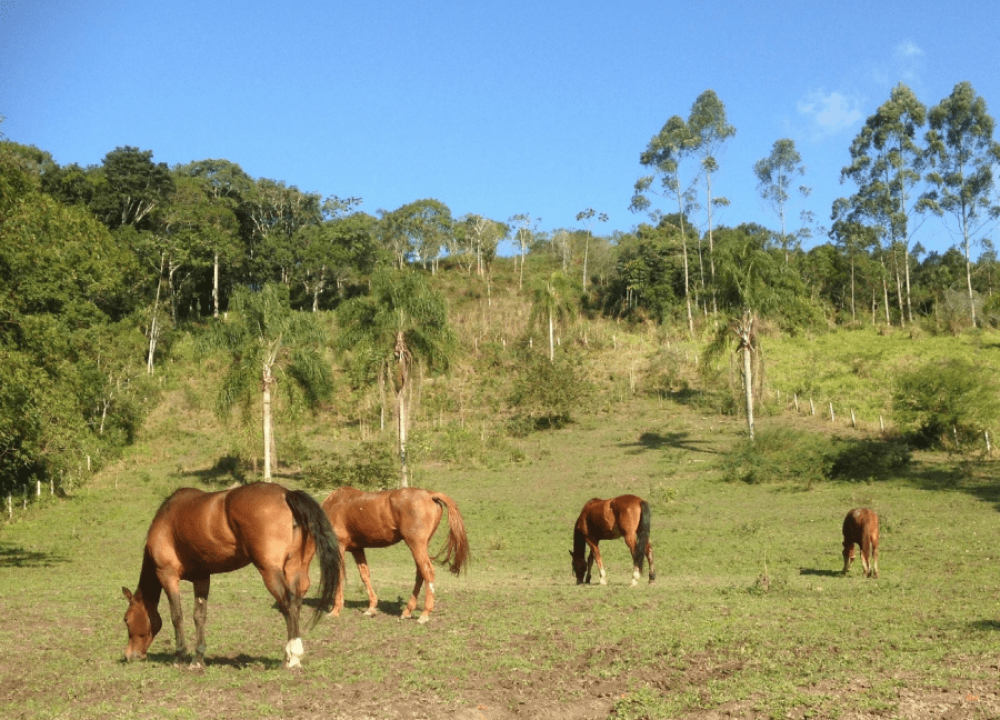 Como alimentar cavalos de desempenho em um orçamento