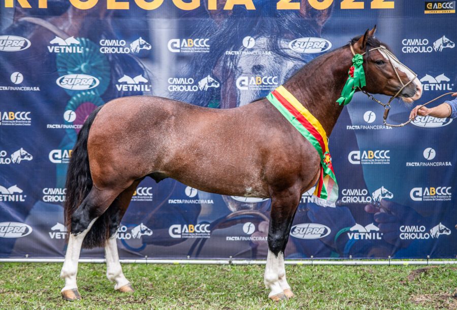 São Gabriel acrescenta oito exemplares selecionados para a Morfologia Expointer