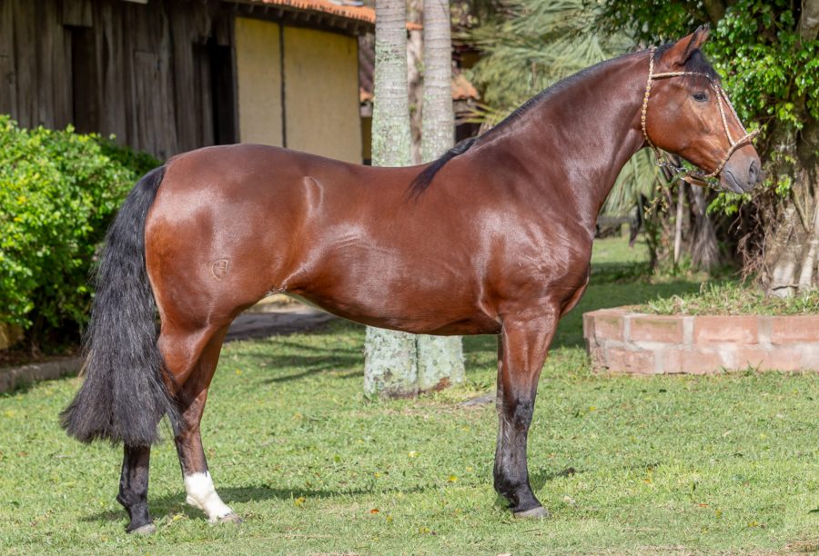 SJ Linda Estampa se destaca em leilão virtual da Fazenda São João