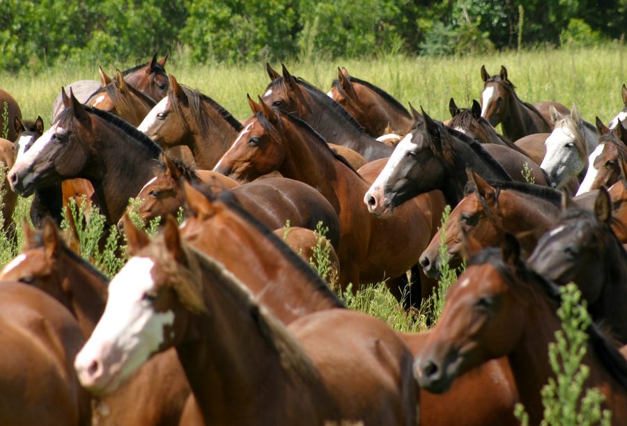 Mercado do Cavalo Crioulo deve apresentar grande procura no semestre