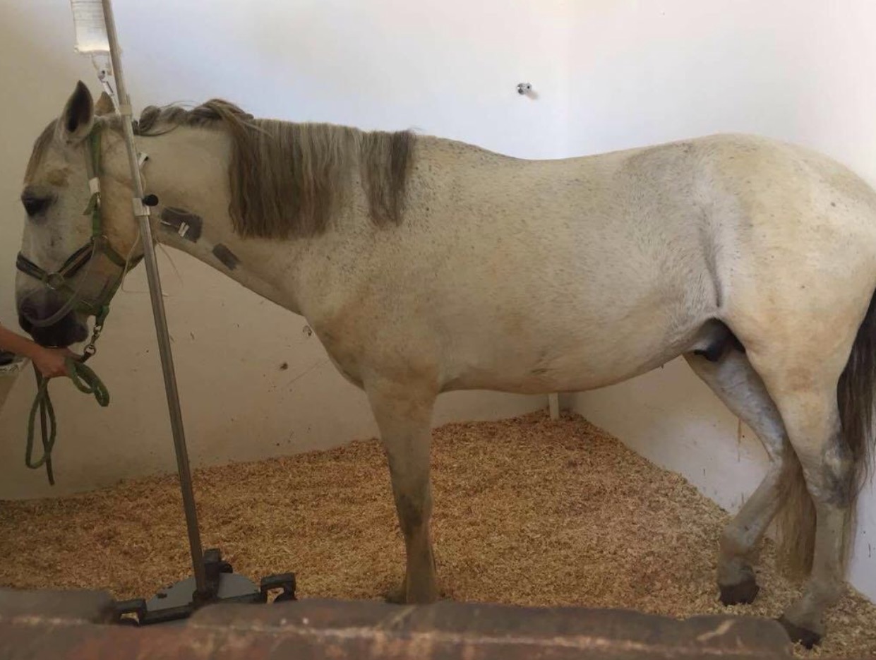 O que você deve saber sobre cólicas em cavalos