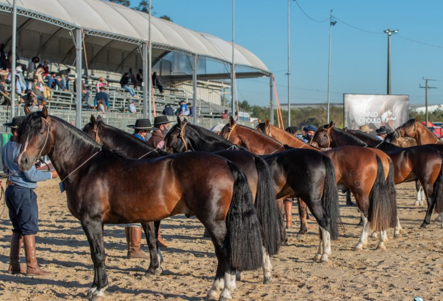 Prévia Morfológica para Expointer será realizada nesta semana em Esteio