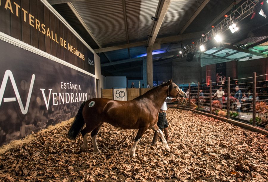 Leilões presenciais de Cavalo Crioulo retornam à Expointer