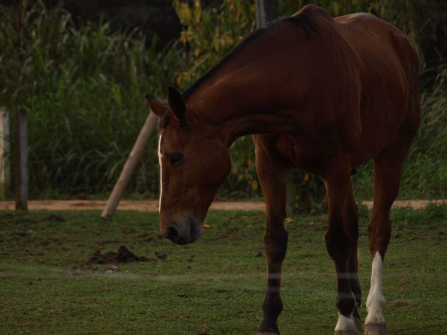 Os benefícios de pastar cavalos à noite