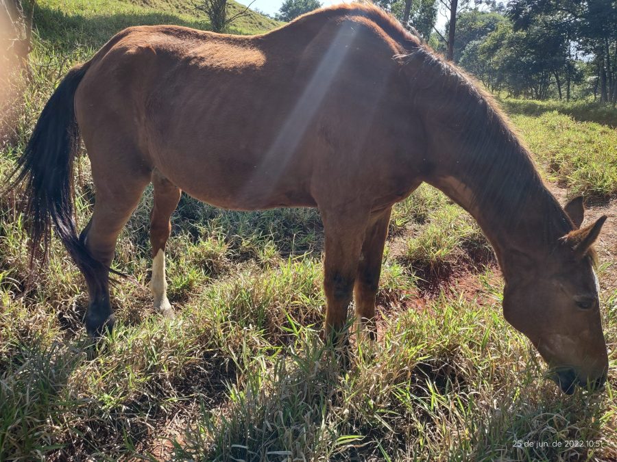 Cavalos Sênior: Vivendo a Boa Vida