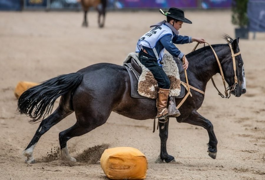 Freio Jovem do Cavalo Crioulo define vencedores do ciclo em oito categorias