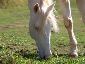 Por que devemos alimentar os cavalos com forragem primeiro