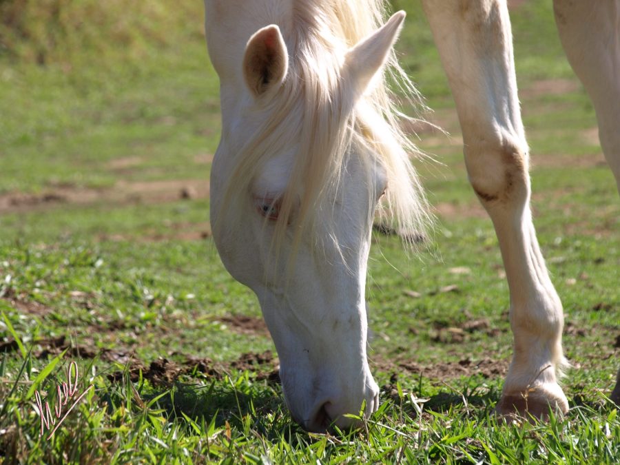 Por que devemos alimentar os cavalos com forragem primeiro?