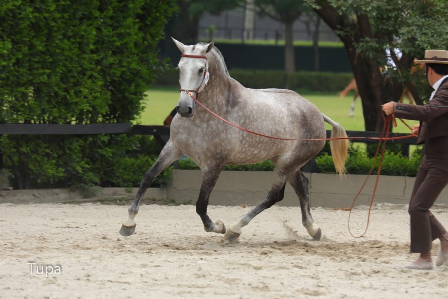 FESTIVAL DO CAVALO LUSITANO