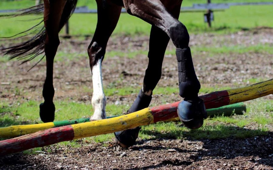 Fisioterapia para o seu cavalo
