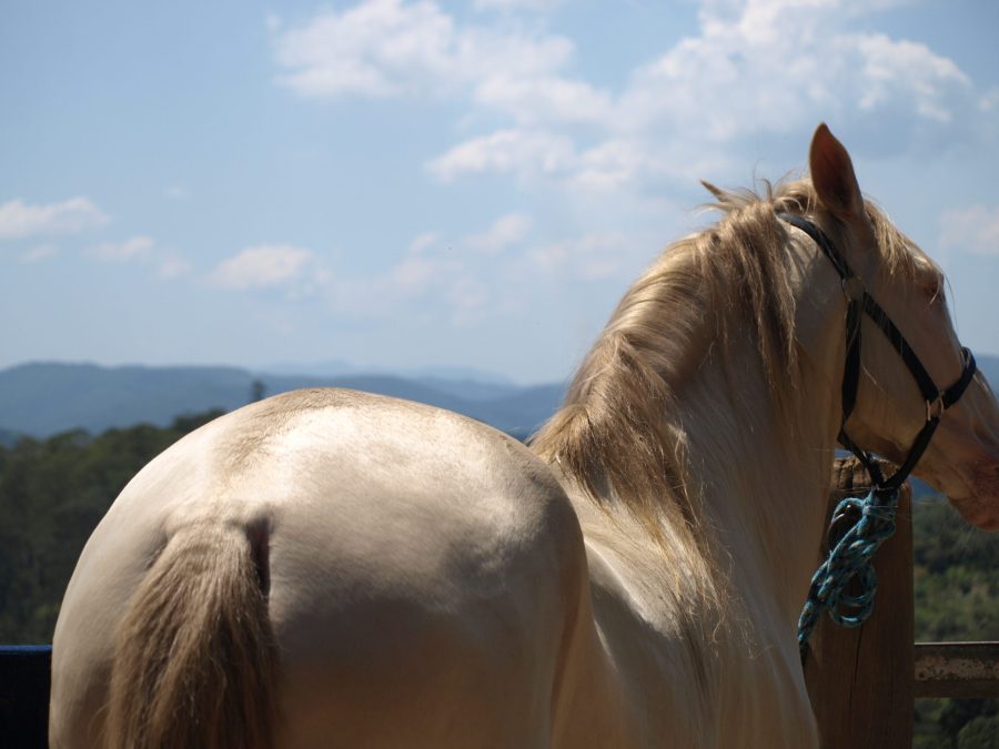 Linguagem corporal equina: 7 sinais para reconhecer