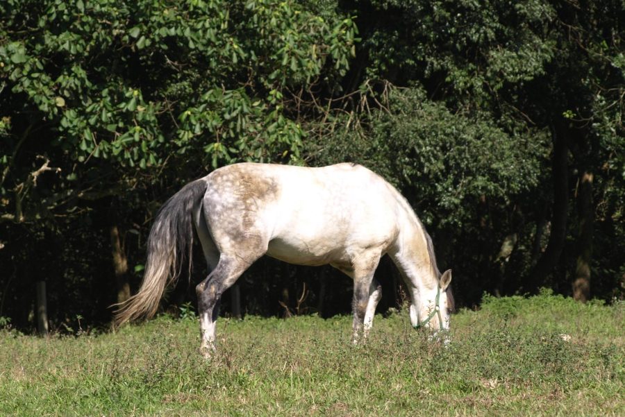 5 erros comuns na alimentação de cavalos