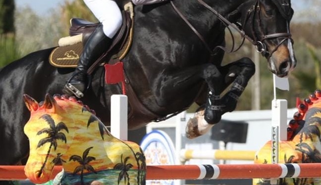 Compreendendo as lesões do cavalo esportivo para limitá-las