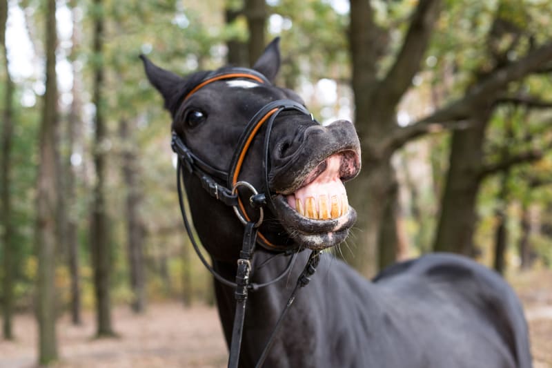 Dor Dentária e Comportamento Equino