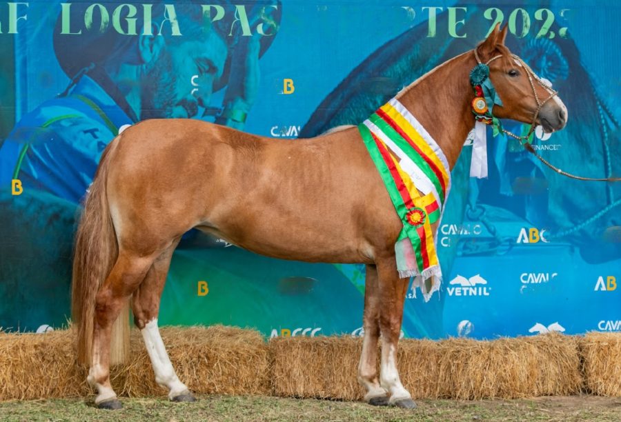 Mais oito animais integram o time rumo à Expointer no Passaporte Dom Pedrito