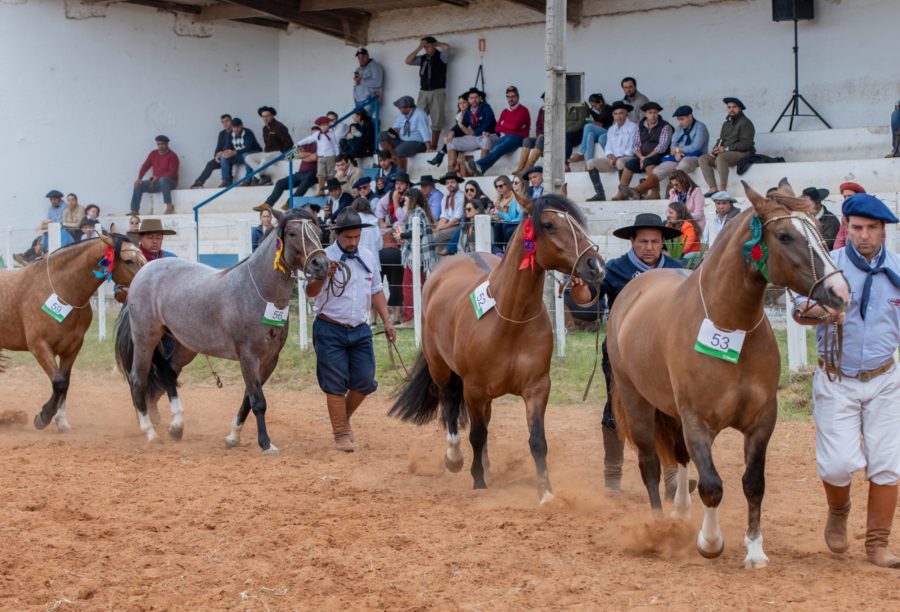 Passaporte Livramento movimenta a semana com foco na Morfologia Expointer