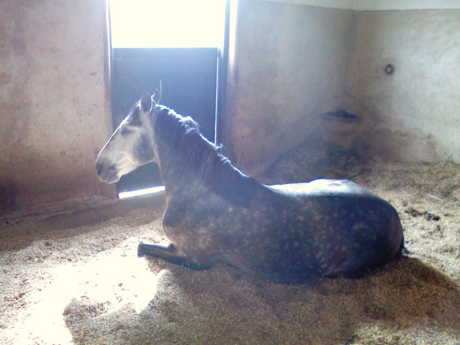 Práticas de manejo de cavalos, qualidade do sono e desempenho