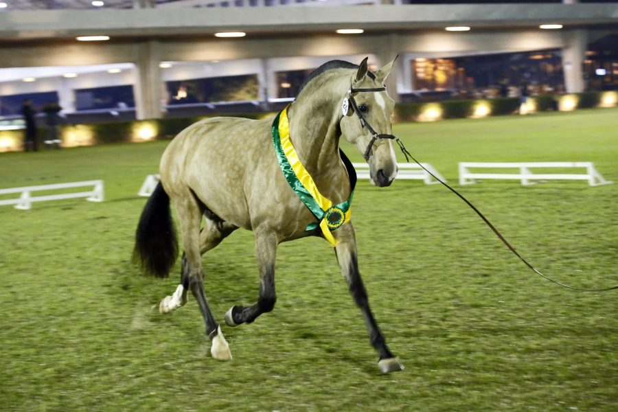 Cavalo Lusitano promove Exposição Internacional em Tatuí