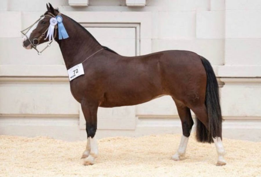 Argentinos e uruguaios compram um terço da oferta do leilão da GAP Cavalos Crioulos