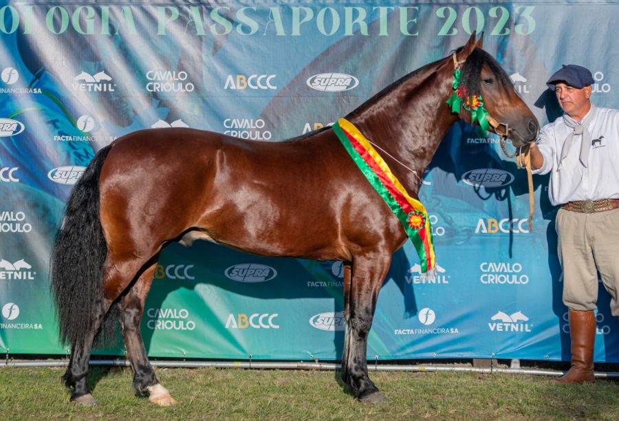 Bagé garante mais oito exemplares para Morfologia do Cavalo Crioulo na Expointer