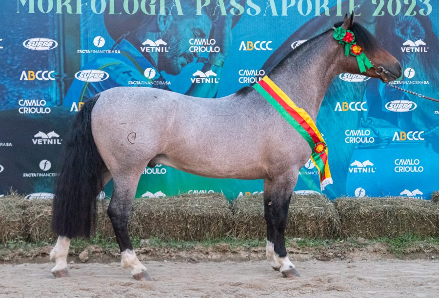 Jovens animais são destaque no Passaporte de São José e garantem vaga a Expointer