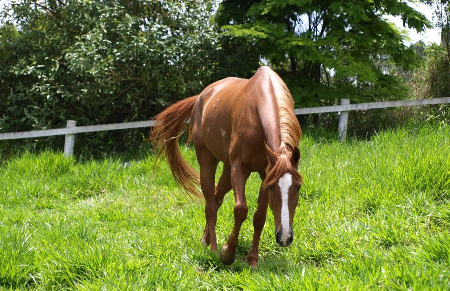 Voltar ao básico pode ser a chave para manter a maior parte do trato gastrointestinal do cavalo funcionando corretamente
