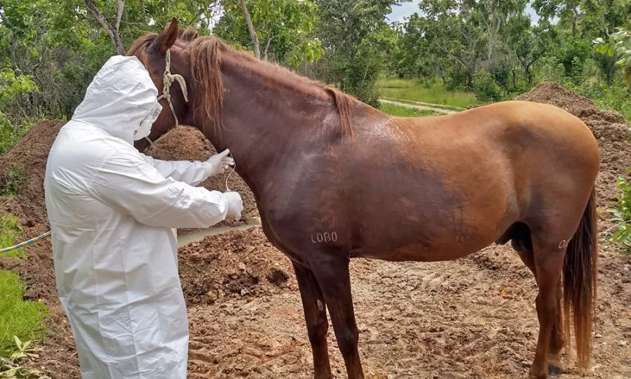 Tenho a lamentar essa portaria de SC que libera o trânsito sem exame de mormo