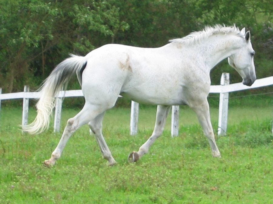 O que está faltando na dieta do seu cavalo?