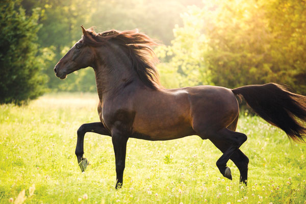 Conheça o Cavalo Andaluz