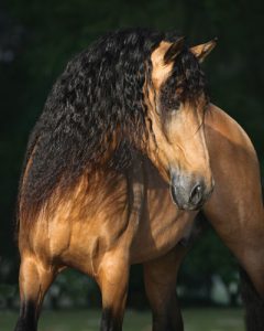 Cavalo Andaluz