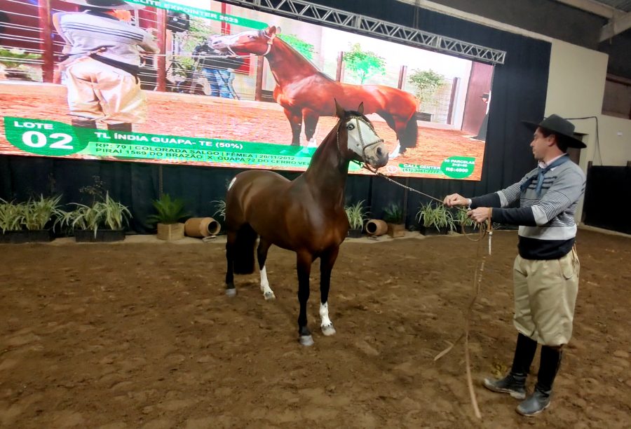 Égua finalista do Freio de Ouro é vendida por meio milhão de reais no leilão Tropa de Elite