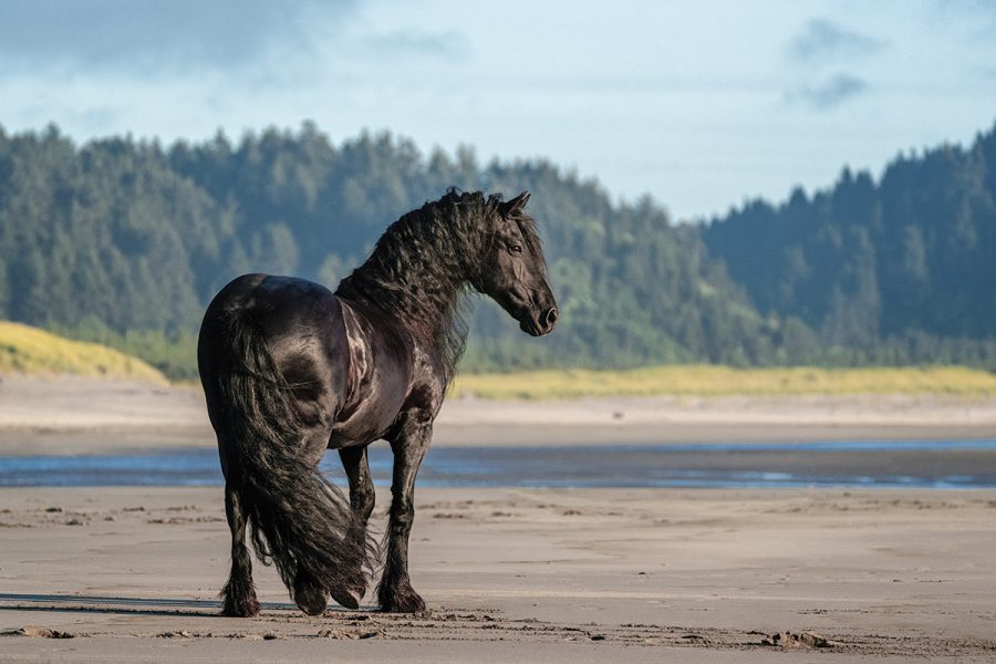 Tudo sobre o cavalo Friesian
