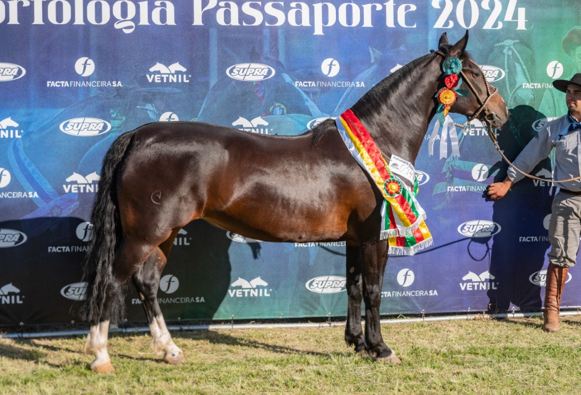 Alegrete passaporteia mais oito exemplares para a Morfologia da Expointer 2024