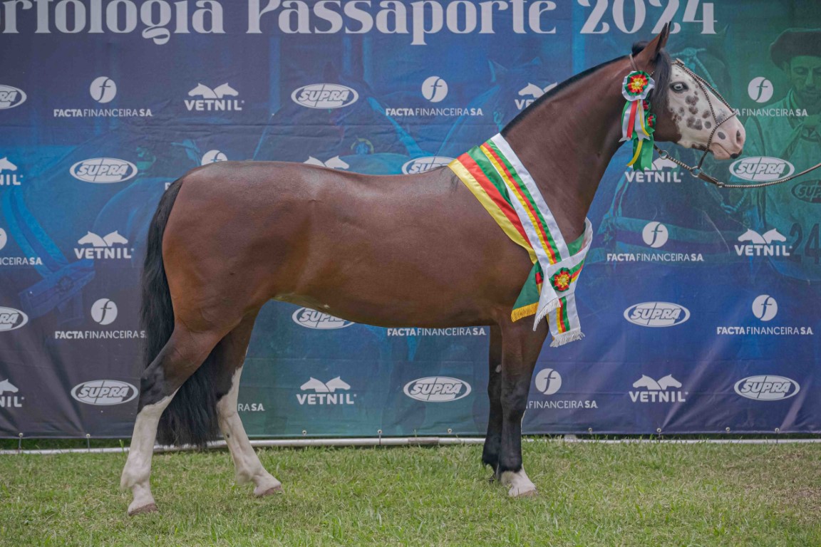 Pelotas define mais oito classificados para a Morfologia do Cavalo Crioulo