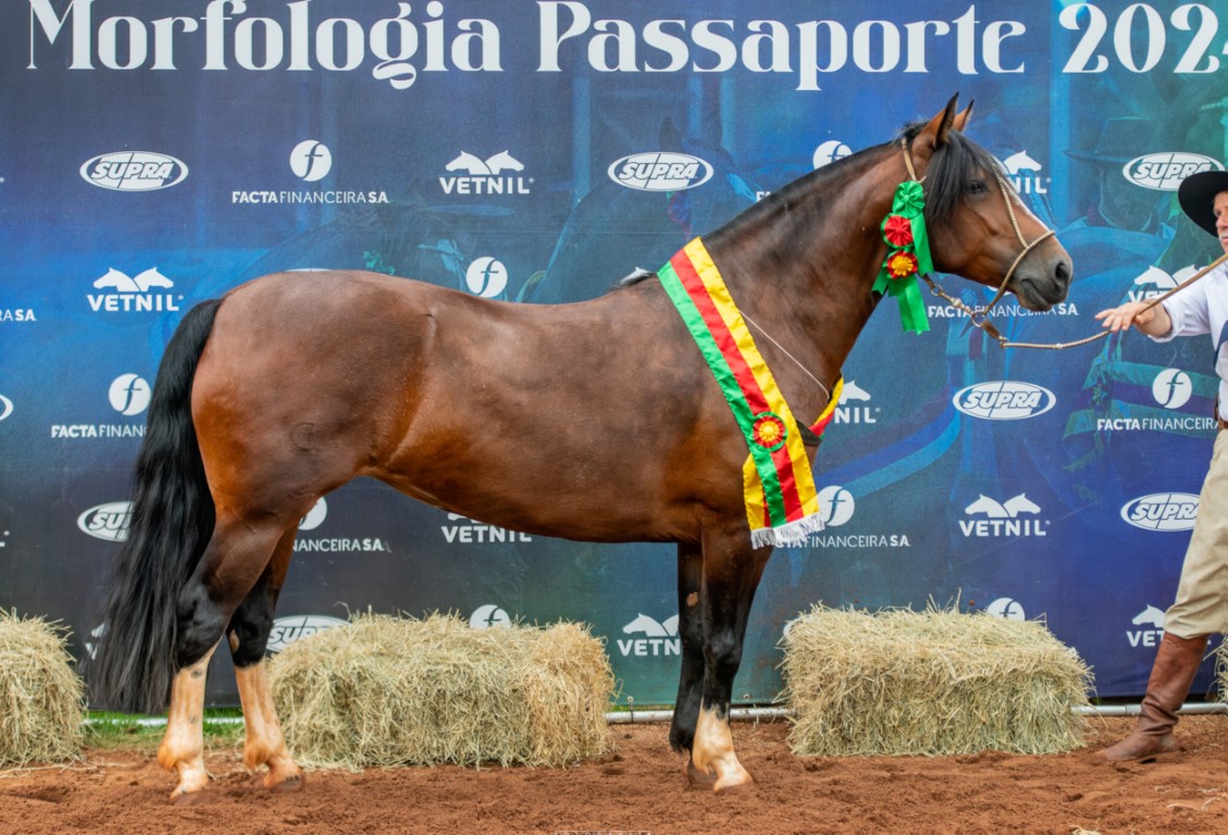 Pato Branco passaporteia mais oito Cavalos Crioulos para a Final na Expointer 2024